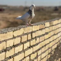 سه عدد کبوتر رنگی|پرنده|کرخه, |دیوار