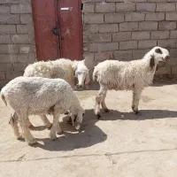 سه تا گوسفند پاکستانی جوان دوقلوزاه ابست|حیوانات مزرعه|زابل, |دیوار