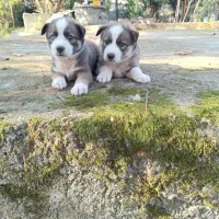 توله سگ هاسکی خالص|سگ|ماسال, |دیوار