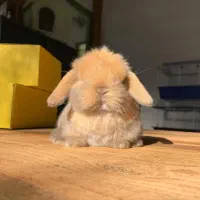 خرگوش خرسی خارجی کمیاب|موش و خرگوش|دزفول, |دیوار