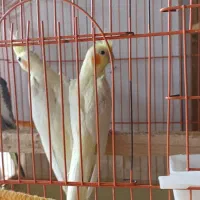 عروس هلندی