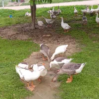 غاز جوان 6ماهه جوان