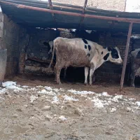 گاو شیری|حیوانات مزرعه|تربت جام, میان جام|دیوار