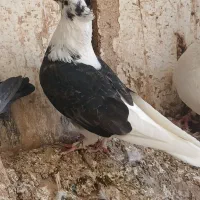 ۴تا کبوتر