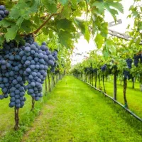 فروش نهال انگور ترکمن ۴