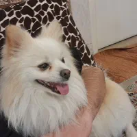 پامر زرنگ اماده یادگیری