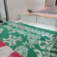 جوجه مینا
