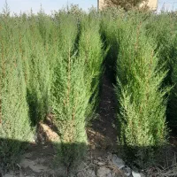 سروناز|گل و گیاه طبیعی|شیراز, دشت چنار|دیوار