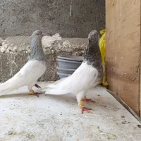 جفت کله الماسی اس