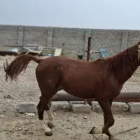 نریان دوساله|اسب و تجهیزات اسب‌سواری|بهبهان, |دیوار