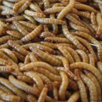 میلورم و سوپرورم(زنده) جیرجیرک