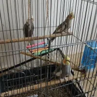 عروس هلندی کشیده و سرحال نژاد وایت فیس و سینامون|پرنده|آبادان, |دیوار