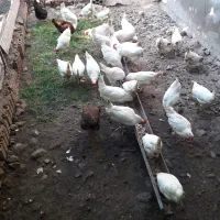 مرغ تخمگذار سفید