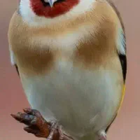 سهره