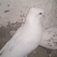 سفید چشم زرد