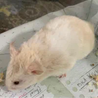 همستر ماده وزبل