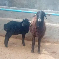 میش بره دار