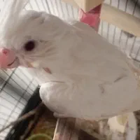 عروس هلندی آلبینیو