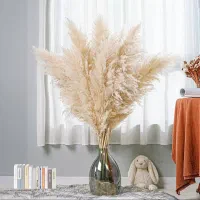پامپاس گیاه خشک تزیینی باکیفیت با قیمت مناسب