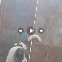 سگ گم شده هر پیدا کنه ۵ میلیون جایزه