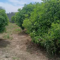 باغچه برق دار  دزفول  معاوضه میشود