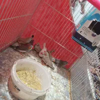 فنچجفت|پرنده|مشهد, نظام دوست|دیوار