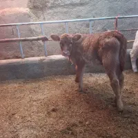 گوساله لیموزین ماده اصل