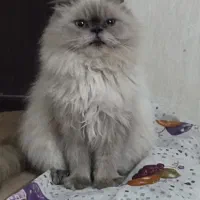 گربه پرشین اصلی