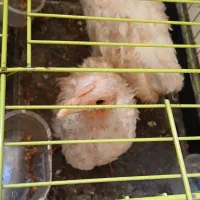 جوجه مرغ شهری