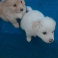 پامر سفید ماده دو ماهه