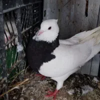 کبوتر|پرنده|اندیمشک, |دیوار