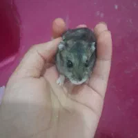 همستر کمپل خانگی