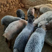 فروش بره سبک