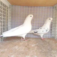 کفتر کبوتر شمرونی،تهرانی،انگلیسی