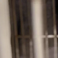 کفتر پیدا شده