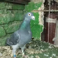 کبوترمسافتی اصیل