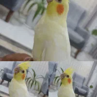 عروس هلندی