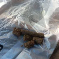 فشنگی تفاله نیشکر ختن|عمدهفروشی|مشهد, آبادگران|دیوار