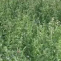 بذر یونجه محلی بمی اصلاح سس گیری شده|خدمات باغبانی و درختکاری|رودبار (کرمان), |دیوار