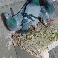 ۳عدد پلاکی ماده