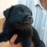 فروش فوق العاده توله سگ ژرمن ورک نر و ماده