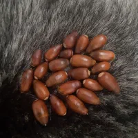 بلوط بسیار زیبا مناسب تزئین یلدا و خوراکی