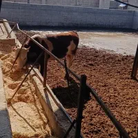 گوساله نر سیمینتال و دو رگ