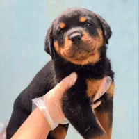 روت وایلر اصیل|سگ|کرج, جهان‌شهر|دیوار