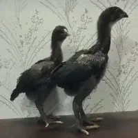 جوجه لاری اصیل