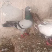 دوتا نر پرشتی