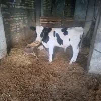 گوساله هولشتاین درجه یک یک عدد نر و یک عدد ماده