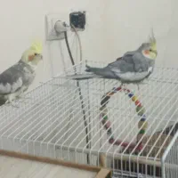 عروس هلندی