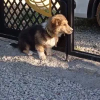 سگ مفقود شده