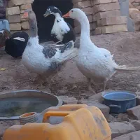 یک جفت غاز  نرو ماده